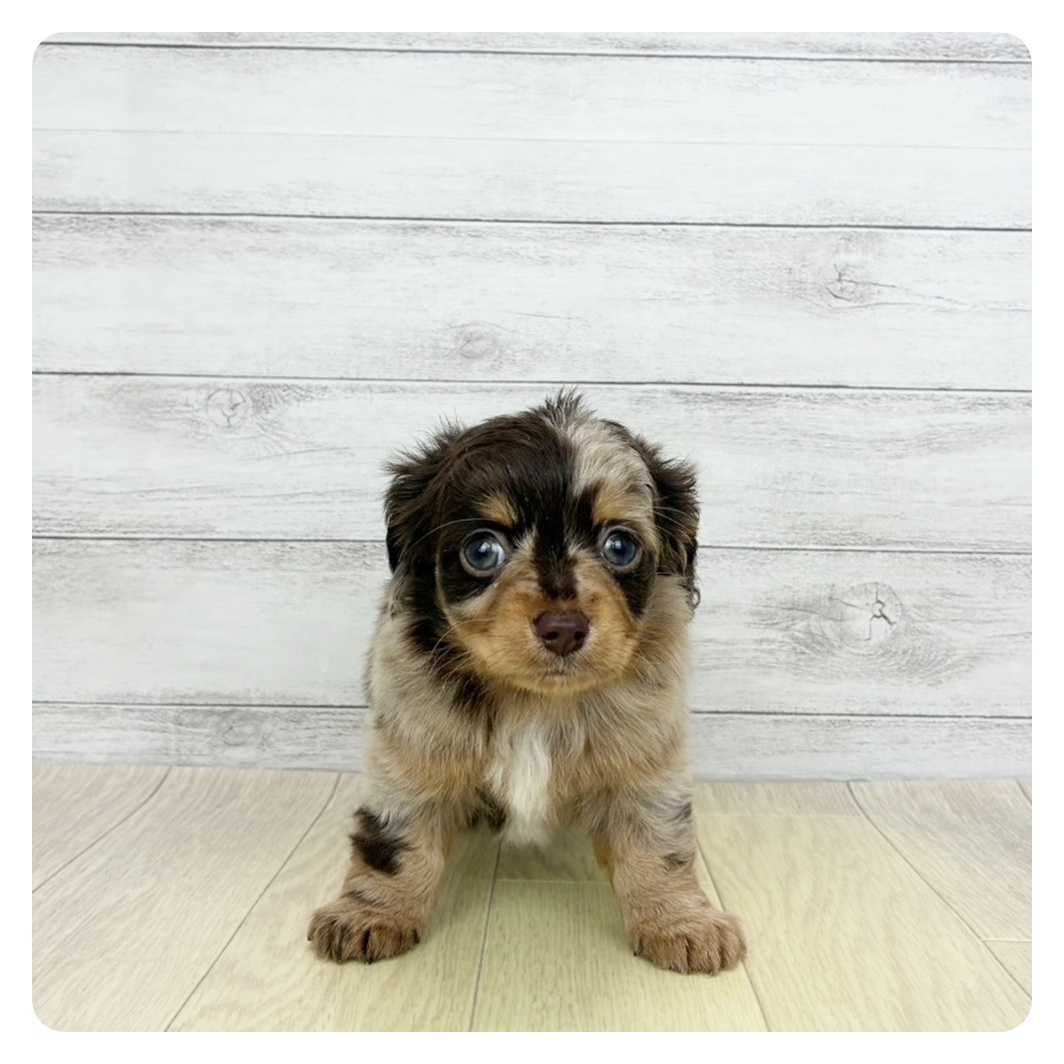 大阪府のチワックス(チワワ×ダックス) (犬の家＆猫の里そよら東岸和田店/2026年2月11日生まれ/女の子/チョコレートダップル)の子犬