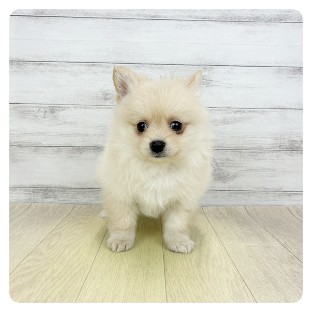 兵庫県のポメチワ/チワポメ/ポメチー(ポメラニアン×チワワ) (犬の家＆猫の里ゆめタウン姫路店/2026年2月10日生まれ/男の子/クリーム)の子犬