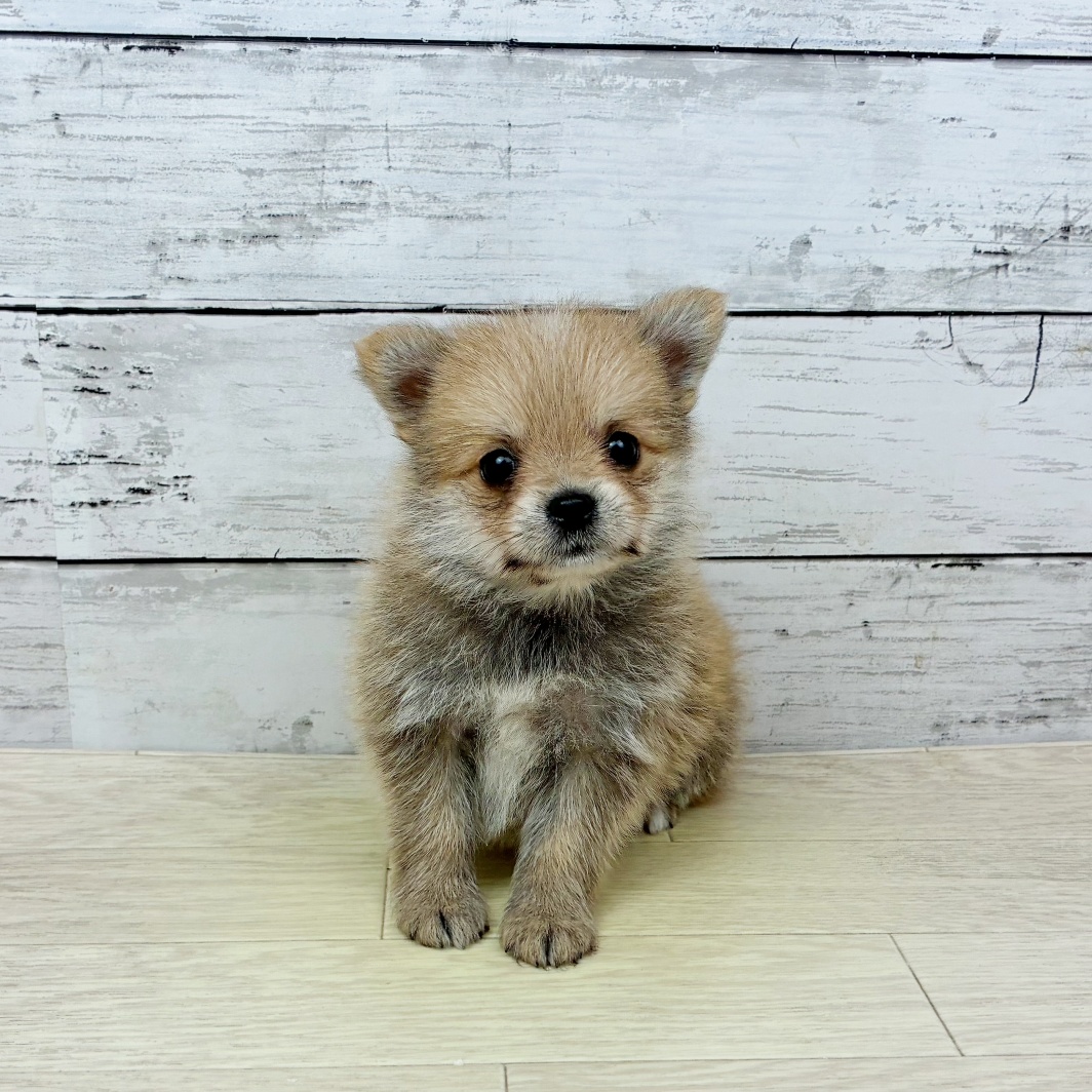 大阪府のポメキー(ポメラニアン×ヨークシャーテリア) (犬の家＆猫の里そよら東岸和田店/2026年2月12日生まれ/女の子/フォーン)の子犬