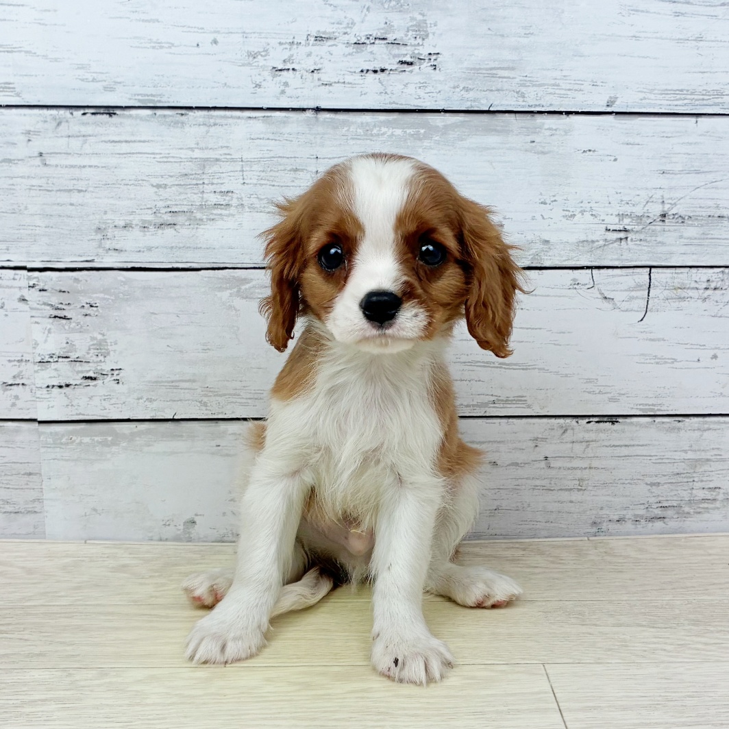 兵庫県のキャバリアキングチャールズスパニエル (犬の家＆猫の里ニッケパークタウン加古川店/2026年2月8日生まれ/男の子/ブレンハイム)の子犬
