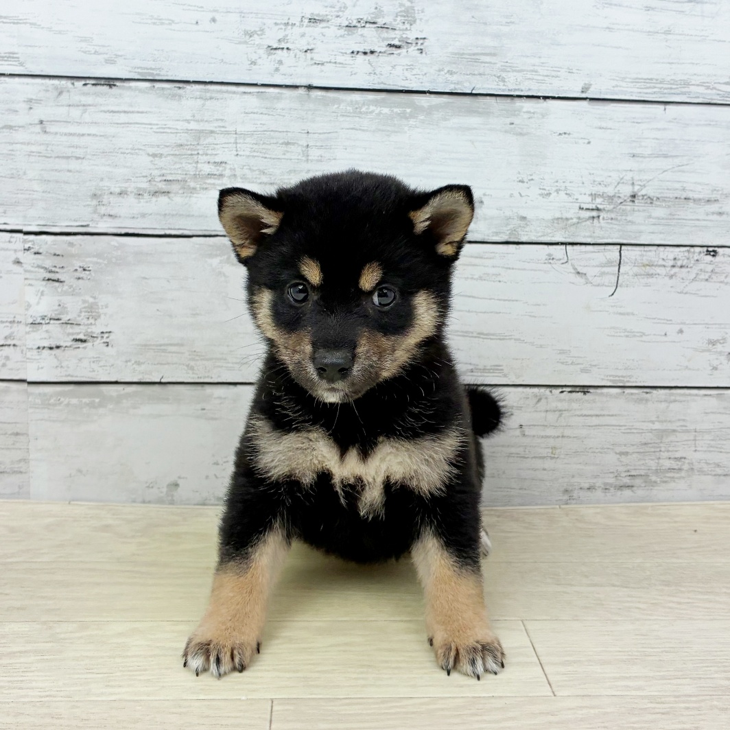 兵庫県の豆柴 (犬の家＆猫の里神戸店/2026年2月5日生まれ/女の子/黒)の子犬