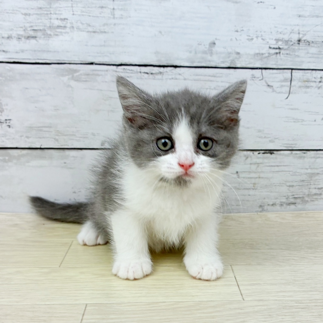 兵庫県のスコティッシュフォールド (犬の家＆猫の里ニッケパークタウン加古川店/2026年2月11日生まれ/男の子/ブルータビーホワイト)の子猫