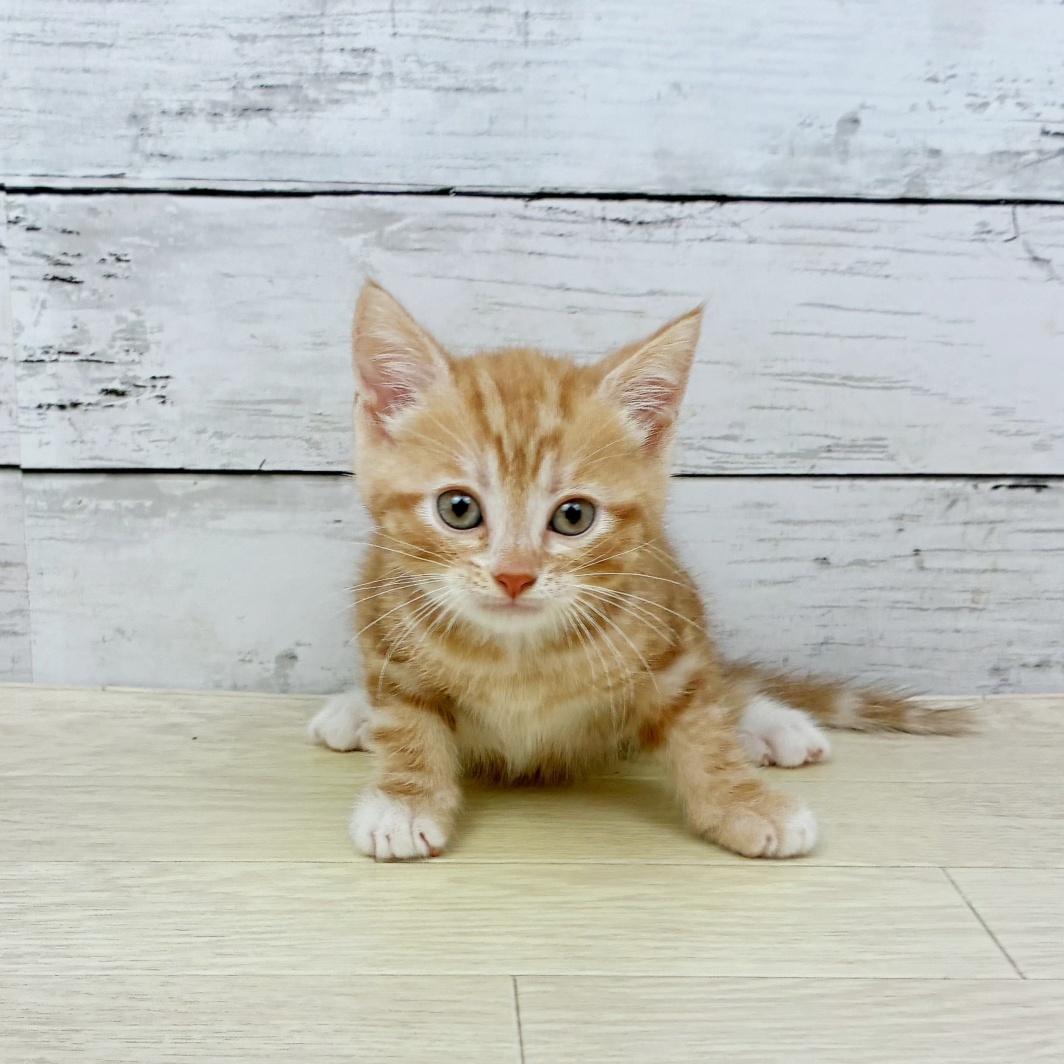 2026年2月11日生まれのアメリカンショートヘアー