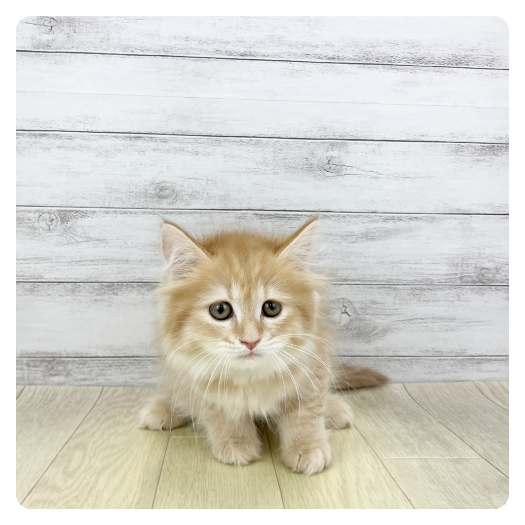 愛知県のマンチカン (犬の家＆猫の里春日井本店/2026年2月13日生まれ/女の子/レッドタビー)の子猫