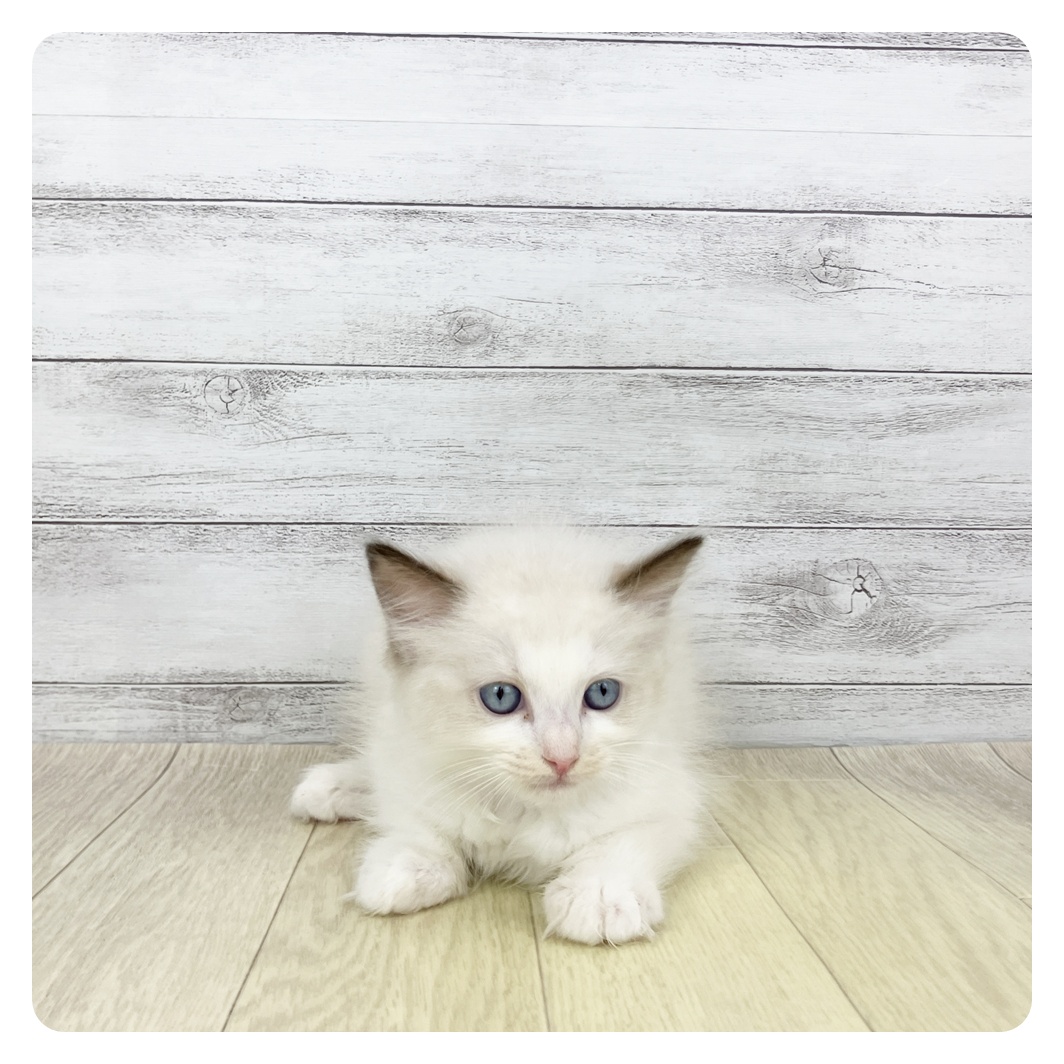 愛知県のラグドール (犬の家＆猫の里春日井本店/2026年2月13日生まれ/男の子/シールポイントバイカラー)の子猫
