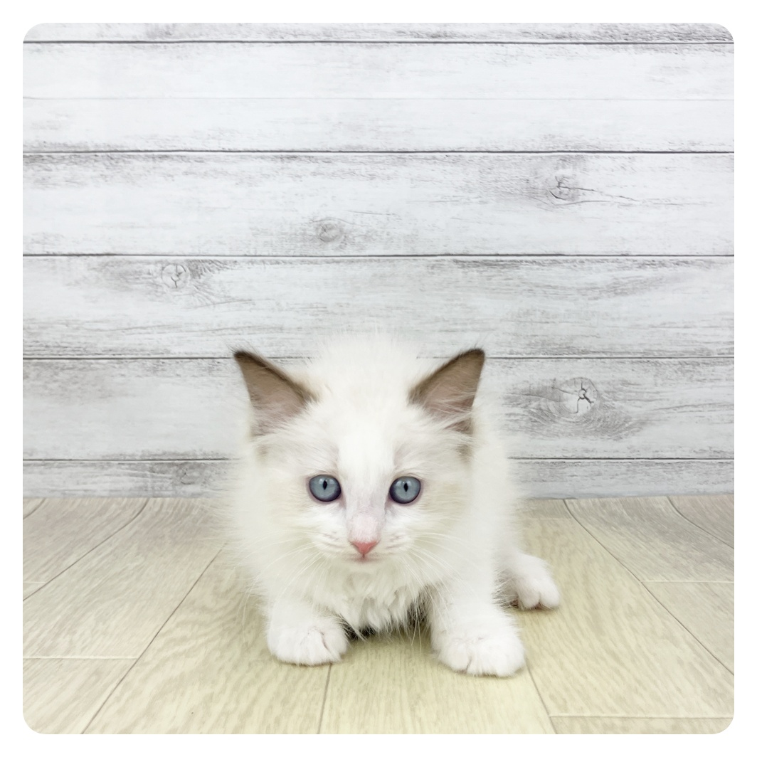 愛知県のラグドール (犬の家＆猫の里春日井本店/2026年2月13日生まれ/女の子/シールポイントバイカラー)の子猫