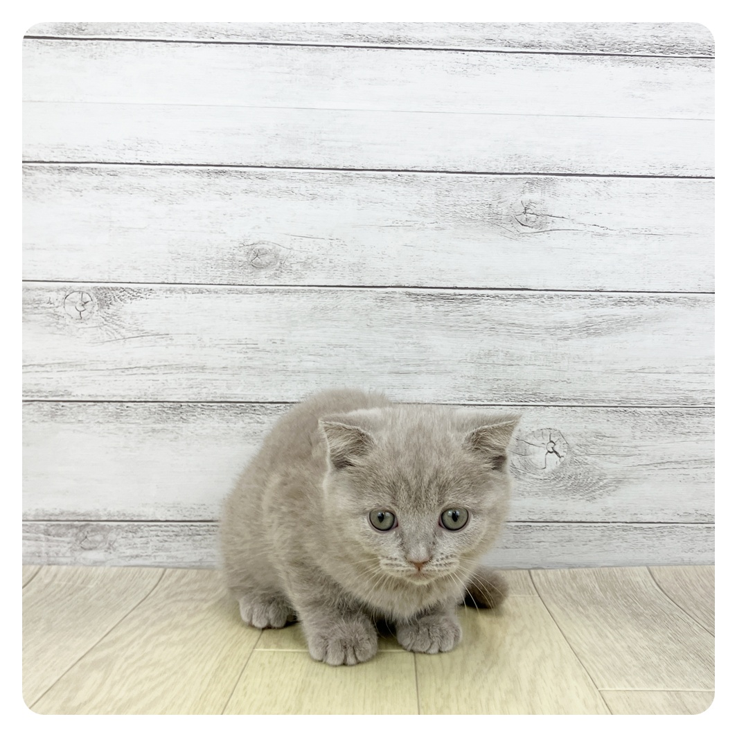 2026年2月13日生まれのスコティッシュフォールド