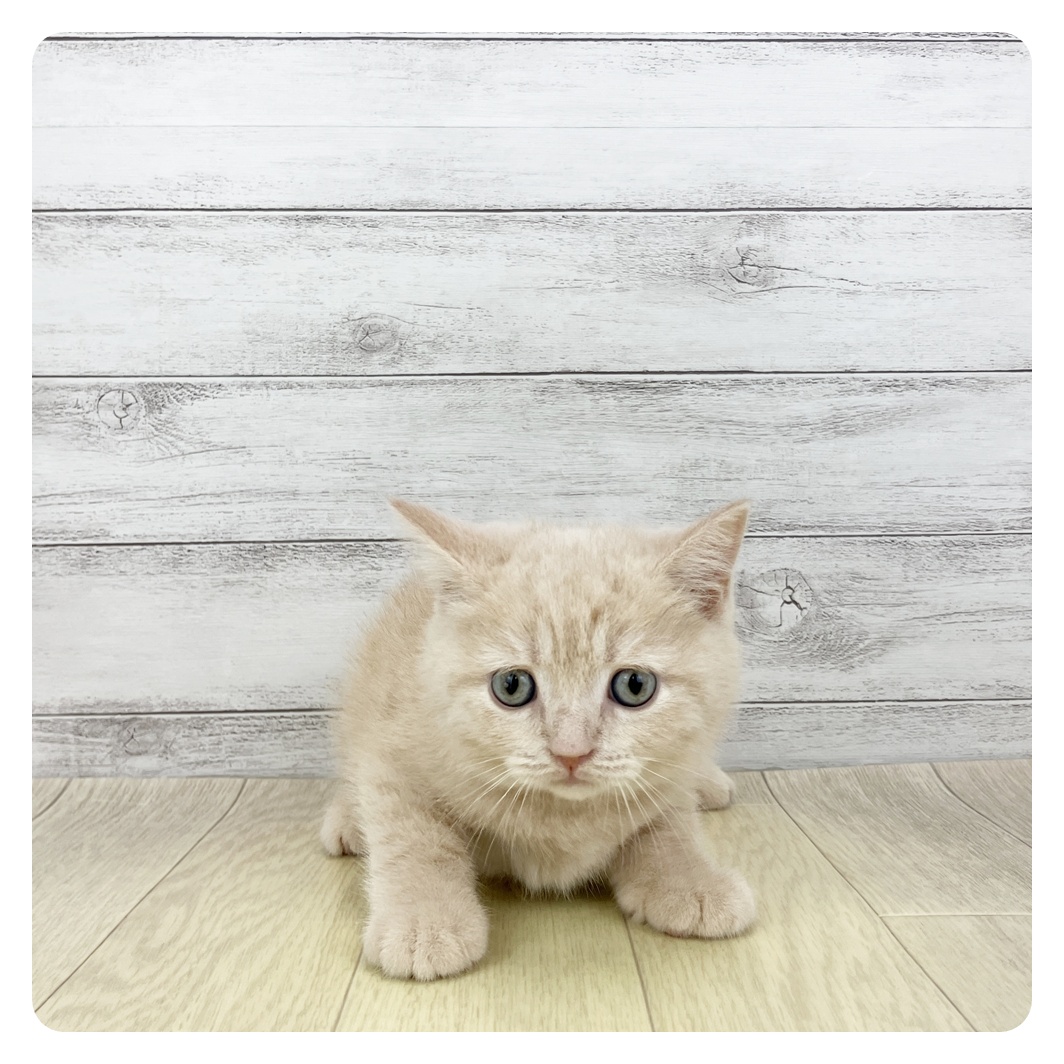 愛知県のブリティッシュショートヘアー (犬の家＆猫の里一宮店/2026年2月14日生まれ/男の子/クリームタビー)の子猫