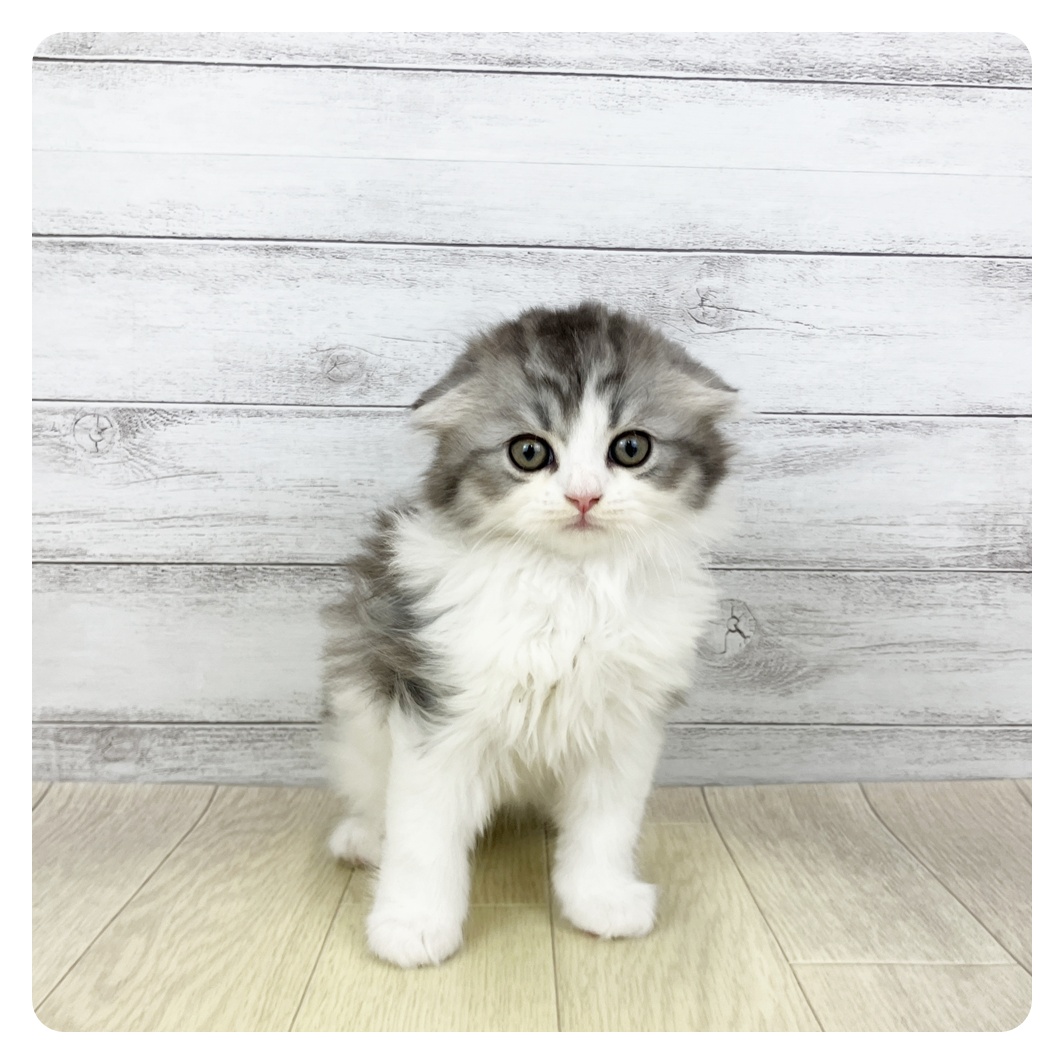 京都府のスコティッシュフォールド (犬の家＆猫の里京都精華店/2026年2月14日生まれ/男の子/シルバータビーホワイト)の子猫