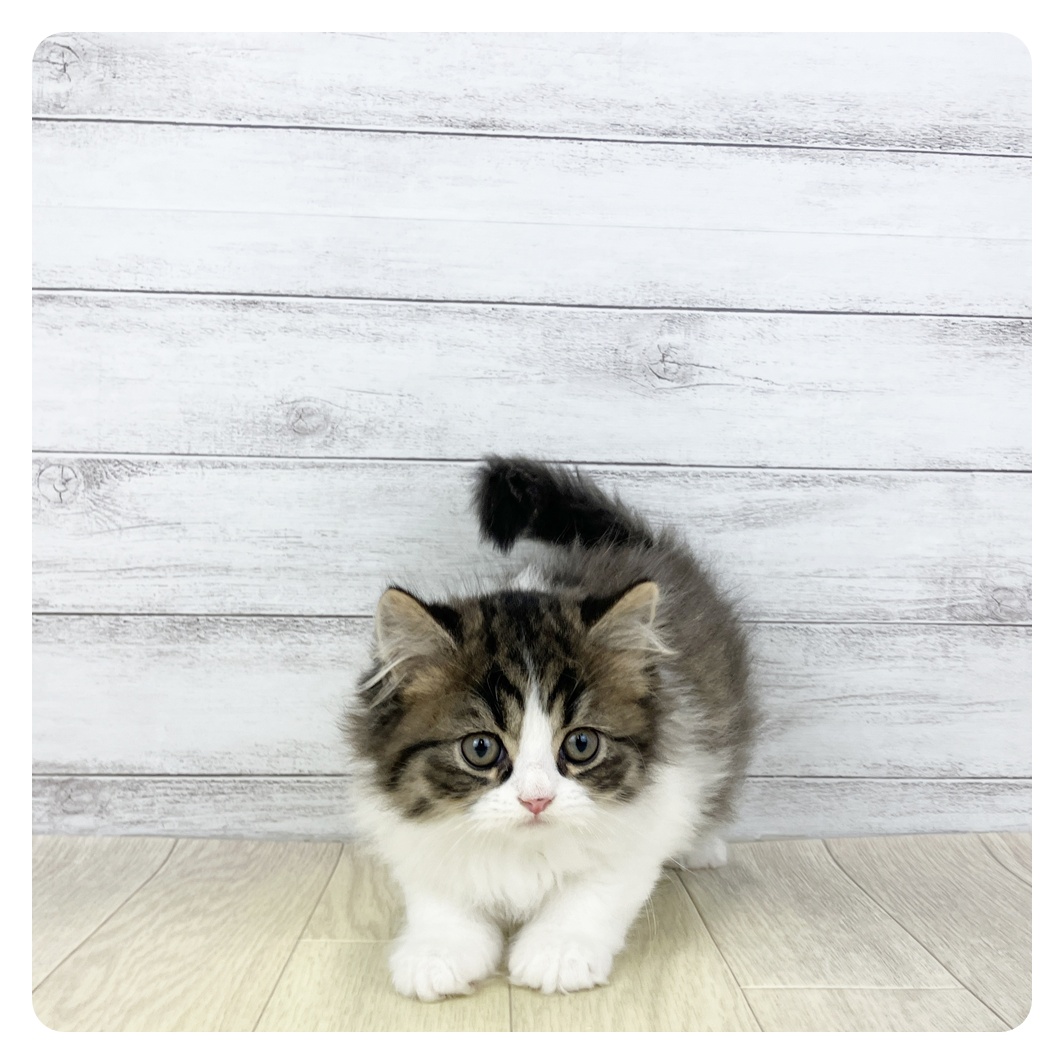 愛知県のスコティッシュストレート (犬の家＆猫の里春日井本店/2026年2月14日生まれ/男の子/ブラウンタビーホワイト)の子猫