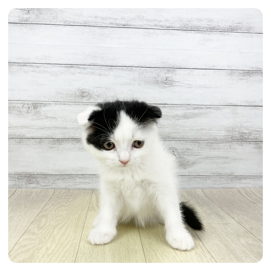 愛知県のスコティッシュフォールド (犬の家＆猫の里春日井本店/2026年2月14日生まれ/男の子/ブラックホワイト)の子猫