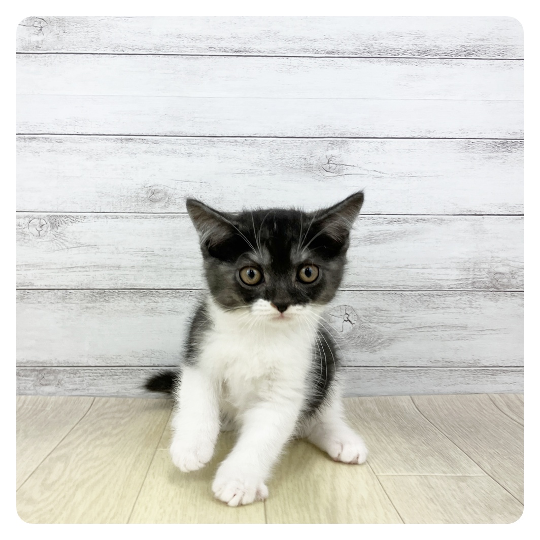 愛知県のスコティッシュストレート (犬の家＆猫の里春日井本店/2026年2月14日生まれ/男の子/ブラックスモークホワイト)の子猫