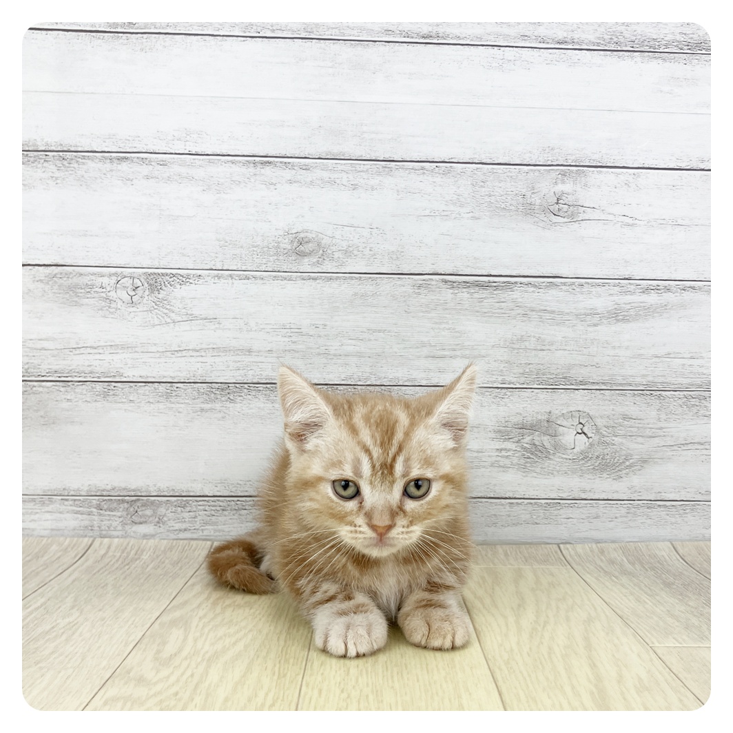 愛知県のアメリカンショートヘアー (犬の家＆猫の里春日井本店/2026年2月13日生まれ/男の子/カメオタビー)の子猫