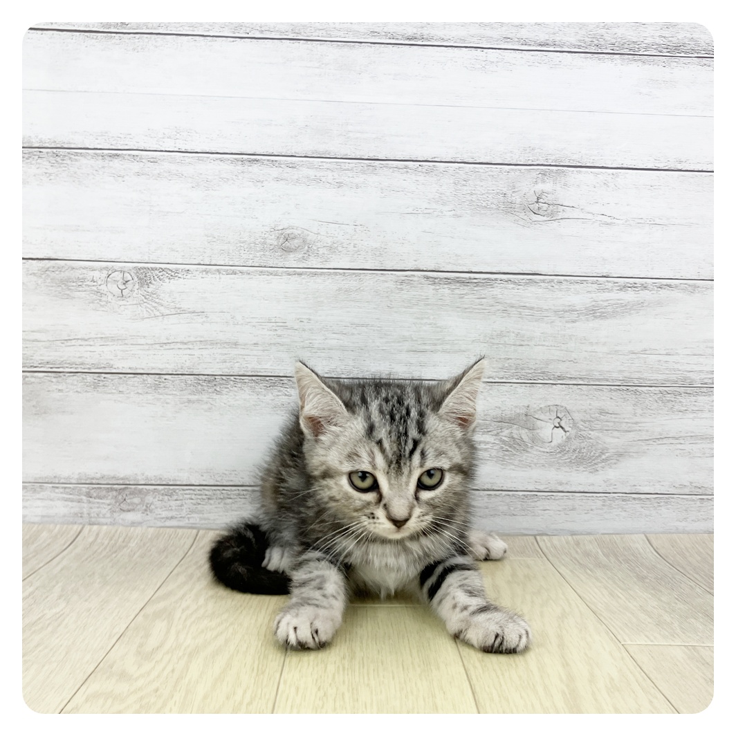 愛知県のアメリカンショートヘアー (犬の家＆猫の里春日井本店/2026年2月13日生まれ/女の子/シルバースポットタビー)の子猫