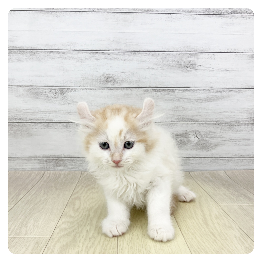 愛知県のアメリカンカール (犬の家＆猫の里春日井本店/2026年2月14日生まれ/男の子/カメオタビーホワイト)の子猫