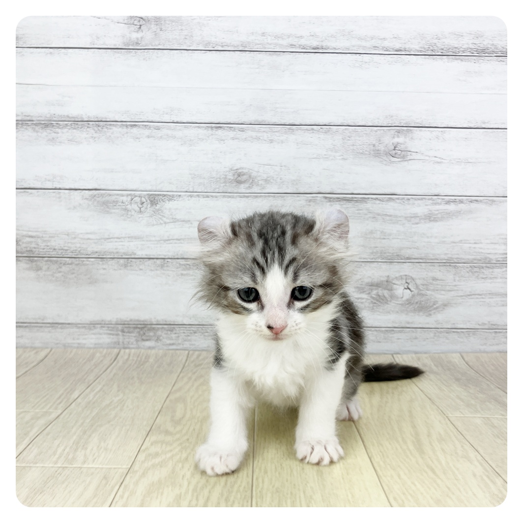 2026年2月14日生まれのアメリカンカール