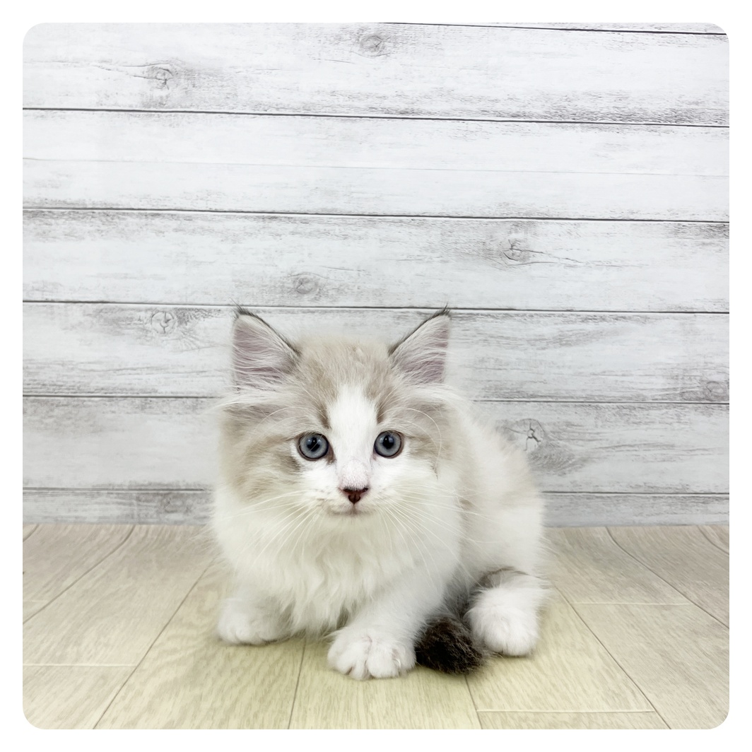 愛知県のマンチカン (犬の家＆猫の里春日井本店/2026年2月11日生まれ/男の子/ブルーポイントホワイト)の子猫