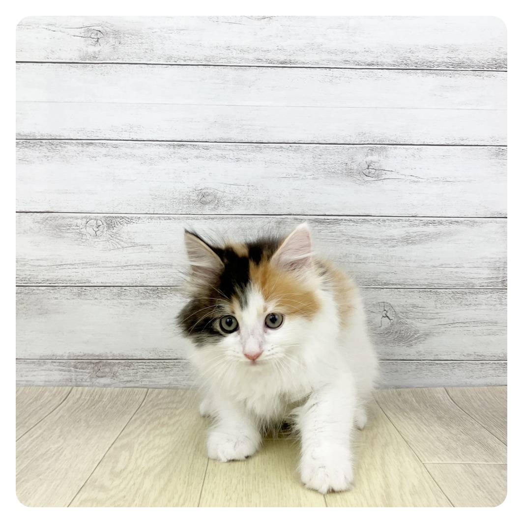 愛知県のマンチカン (犬の家＆猫の里MiO香久山店/2026年2月11日生まれ/女の子/ブラウンパッチドタビーホワイト)の子猫の2枚目の画像