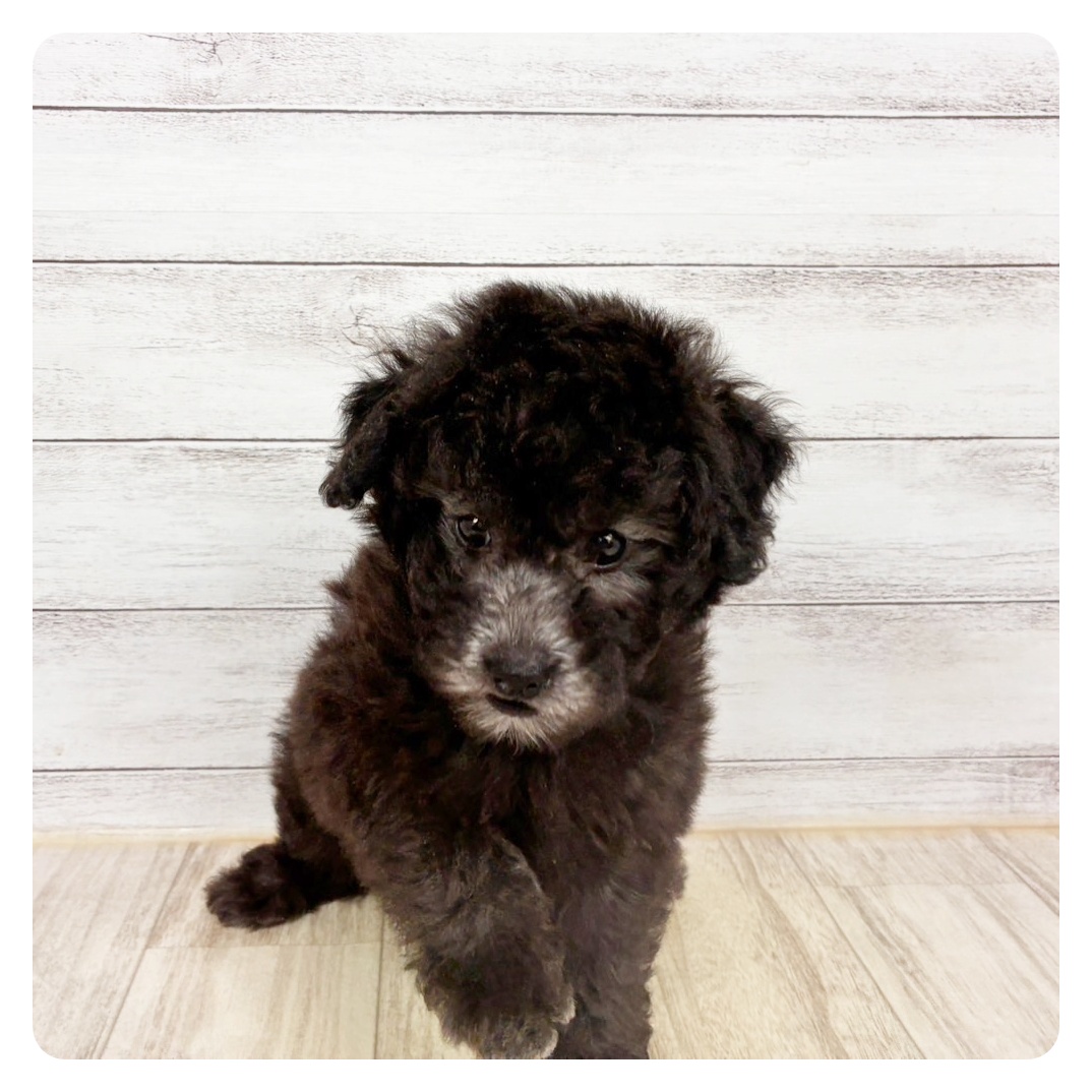 兵庫県のトイプードル(トイ) (犬の家＆猫の里川西店/2026年2月13日生まれ/男の子/グレー)の子犬