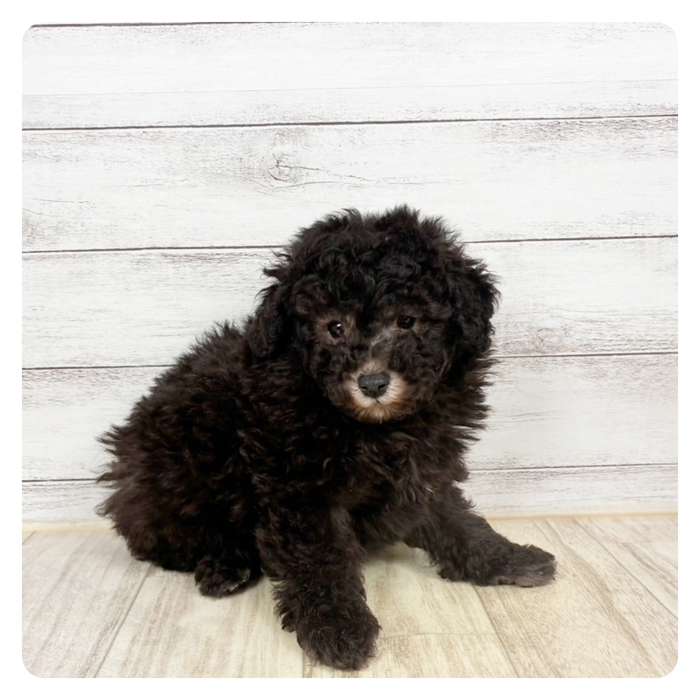 兵庫県のトイプードル(トイ) (犬の家＆猫の里川西店/2026年2月13日生まれ/男の子/グレー)の子犬