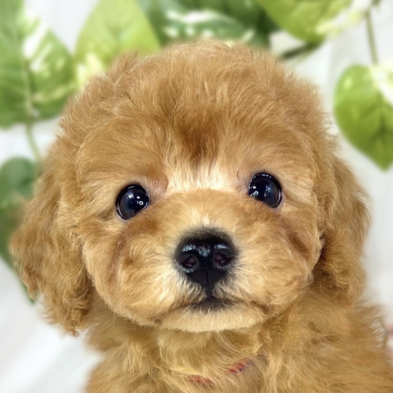 愛知県のトイプードル(トイ) (犬の家＆猫の里春日井本店/2026年2月9日生まれ/女の子/オレンジフォーン)の子犬の2枚目の画像