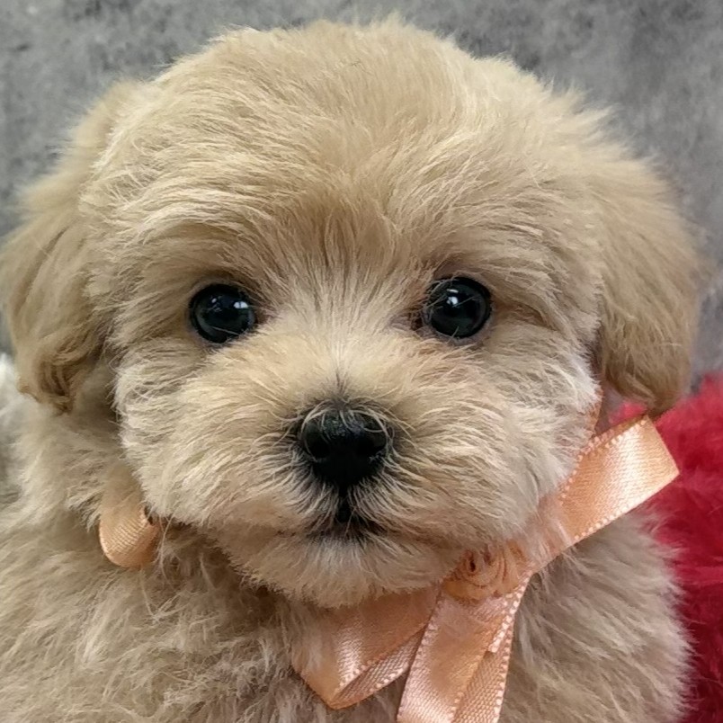 ハーフ犬男の子の写真