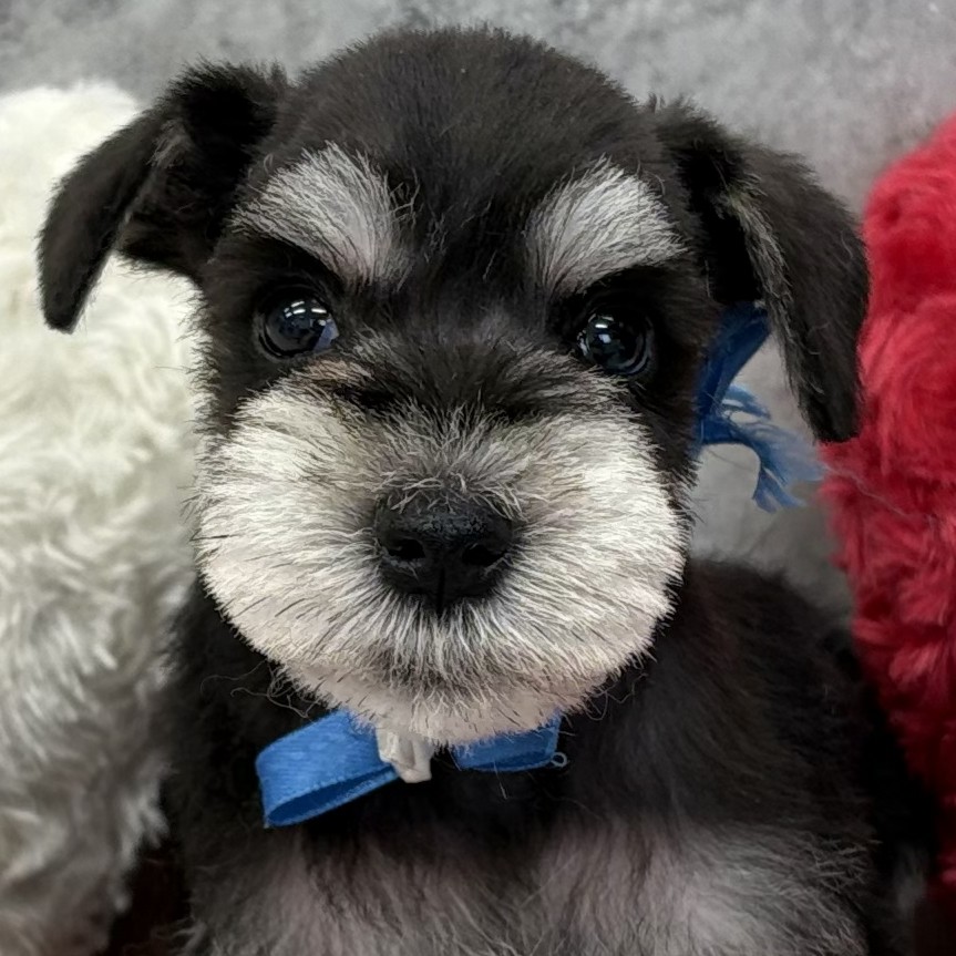 長野県のミニチュアシュナウザー (犬の家＆猫の里長野店/2026年2月13日生まれ/男の子/ブラックシルバー)の子犬の2枚目の画像