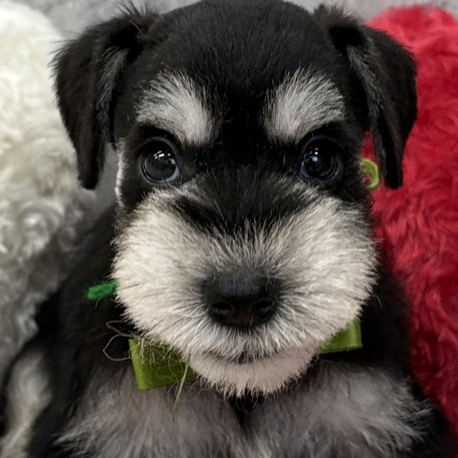 愛知県のミニチュアシュナウザー (犬の家＆猫の里七宝店/2026年2月13日生まれ/女の子/ブラックシルバー)の子犬の1枚目の画像