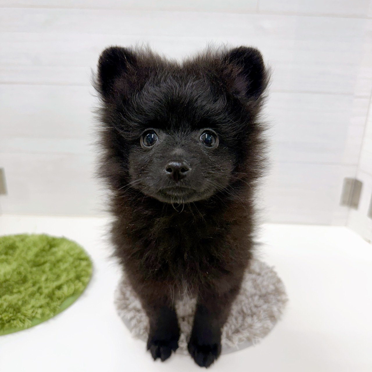 石川県のポメラニアン (犬の家＆猫の里アミーゴ金沢おこばた店/2026年2月15日生まれ/女の子/ブラック)の子犬の1枚目の画像