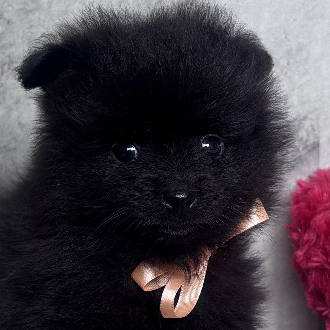 ポメラニアン男の子の写真