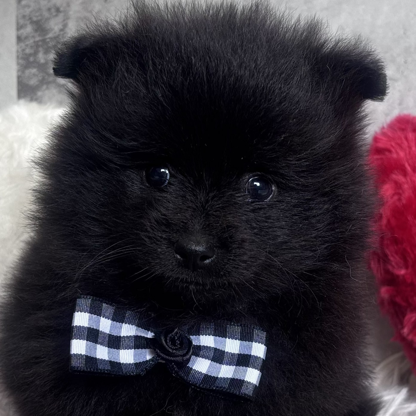 大阪府のポメラニアン (犬の家＆猫の里そよら東岸和田店/2026年2月15日生まれ/男の子/ブラック)の子犬の2枚目の画像