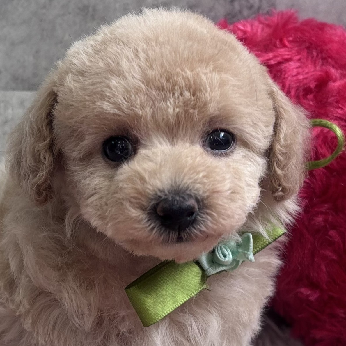 愛知県のトイプードル(トイ) (犬の家＆猫の里春日井本店/2026年2月15日生まれ/女の子/ペールフォーン)の子犬