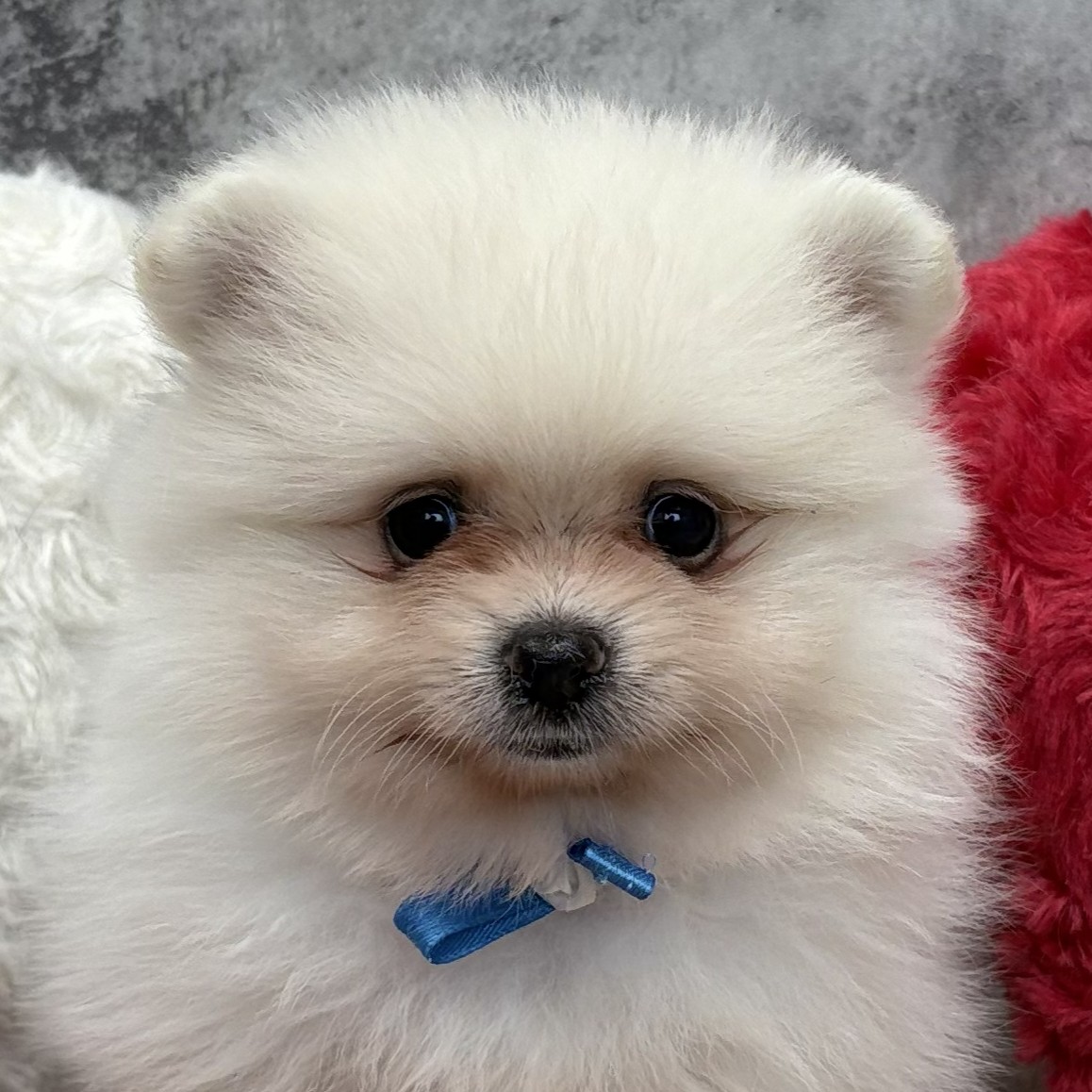 愛知県のポメラニアン (犬の家＆猫の里春日井本店/2026年2月15日生まれ/女の子/クリーム)の子犬