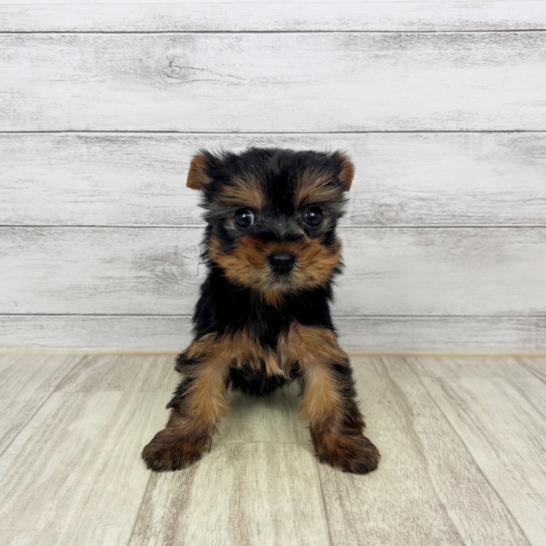 兵庫県のヨークシャーテリア (犬の家＆猫の里尼崎店/2026年2月13日生まれ/女の子/スチールブルータン)の子犬の2枚目の画像