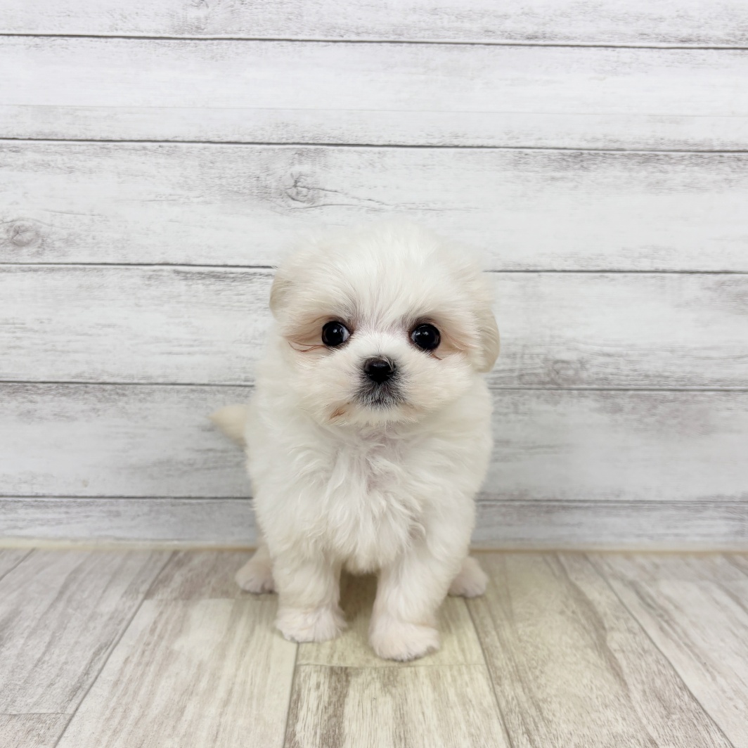 兵庫県のマルチーズ (犬の家＆猫の里川西店/2026年2月12日生まれ/女の子/ホワイト)の子犬