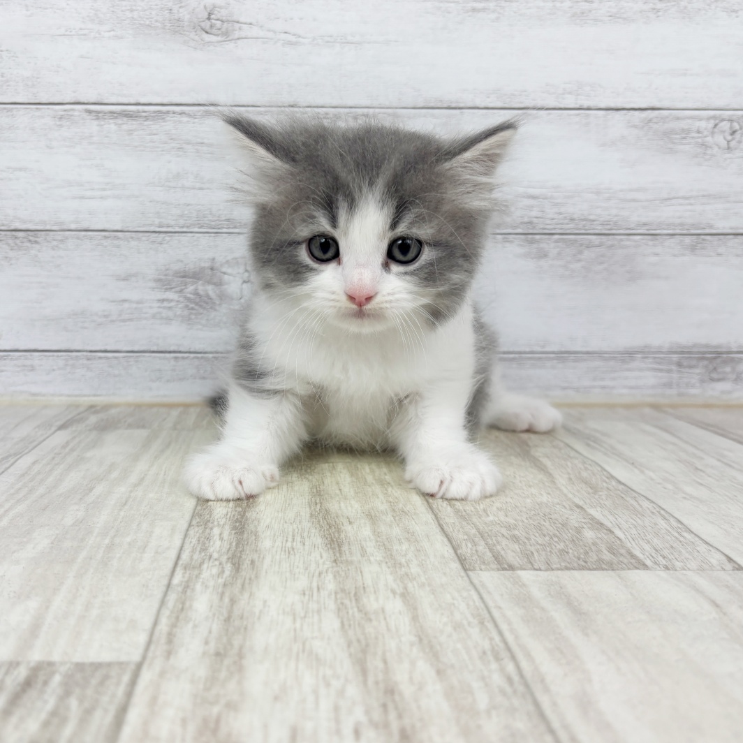 兵庫県のミヌエット (犬の家＆猫の里川西店/2026年2月15日生まれ/男の子/ブルータビーホワイト)の子猫