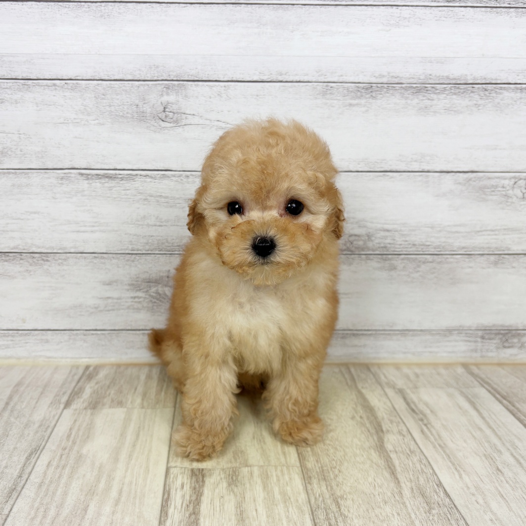 兵庫県のトイプードル(タイニー) (犬の家＆猫の里川西店/2026年2月10日生まれ/男の子/アプリコット)の子犬