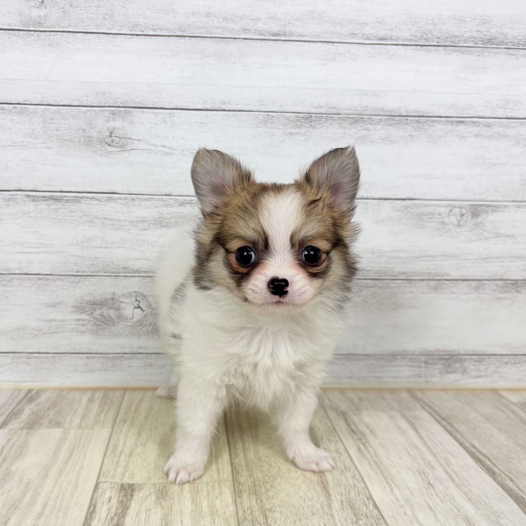 兵庫県のポメチワ/チワポメ/ポメチー(ポメラニアン×チワワ) (犬の家＆猫の里川西店/2026年2月13日生まれ/女の子/パーティーカラー)の子犬