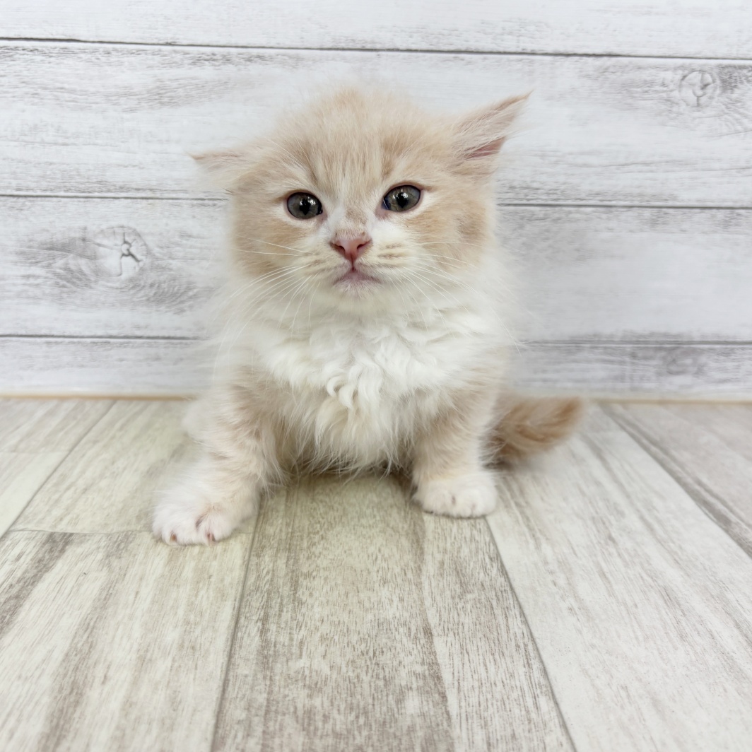 兵庫県のミヌエット (犬の家＆猫の里川西店/2026年2月13日生まれ/男の子/クリームタビーホワイト)の子猫