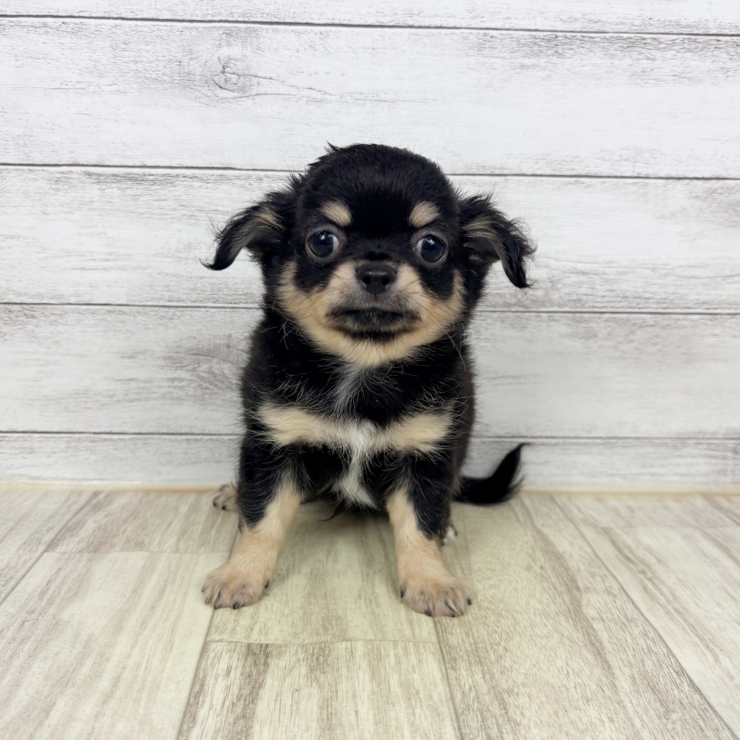 チワワ（ロング）男の子の写真