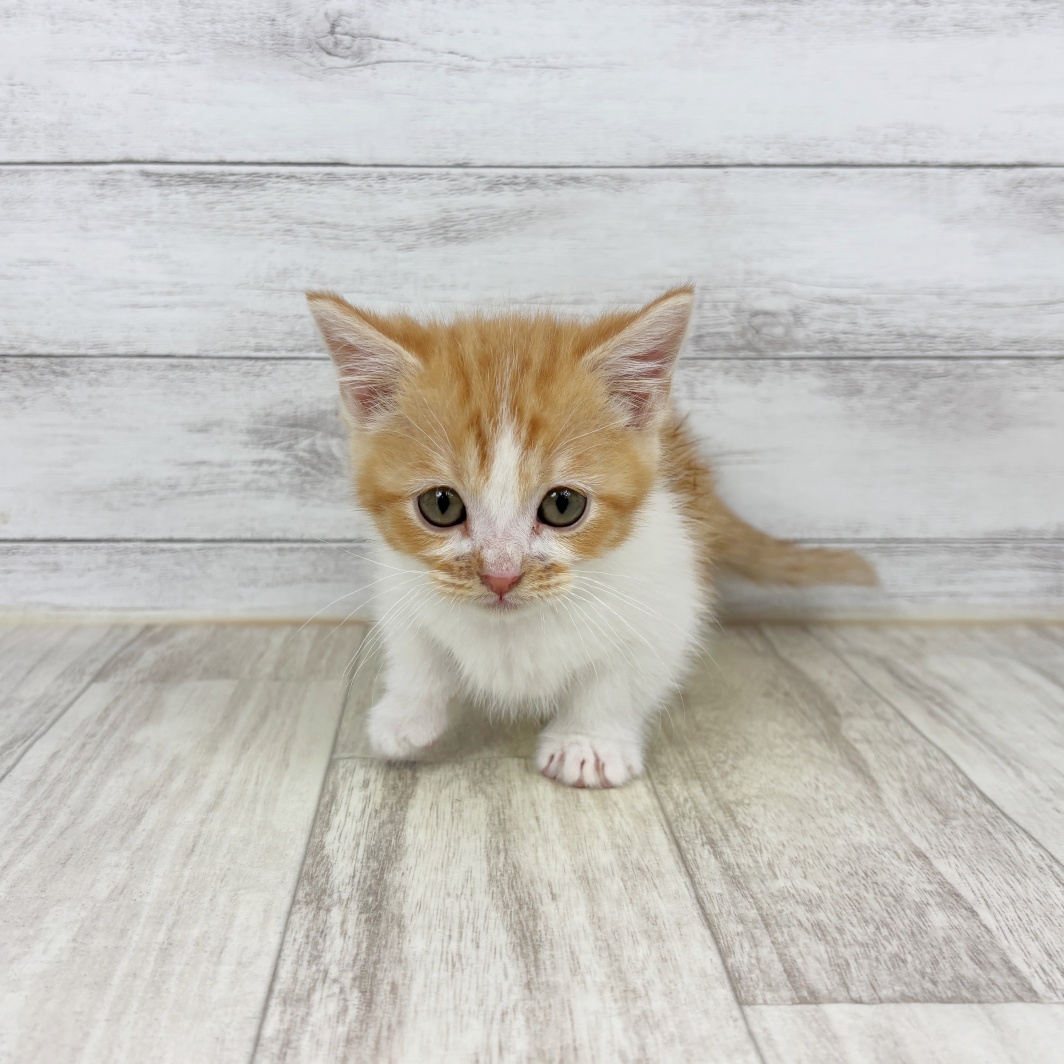 兵庫県のマンチカン (犬の家＆猫の里カナート西神戸店/2026年2月2日生まれ/男の子/レッドタビーホワイト)の子猫の3枚目の画像