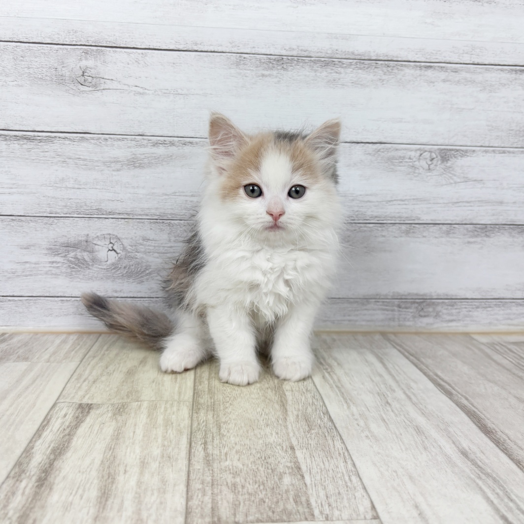 兵庫県のサイベリアン (犬の家＆猫の里川西店/2026年2月8日生まれ/女の子/ダイリュートキャリコ)の子猫