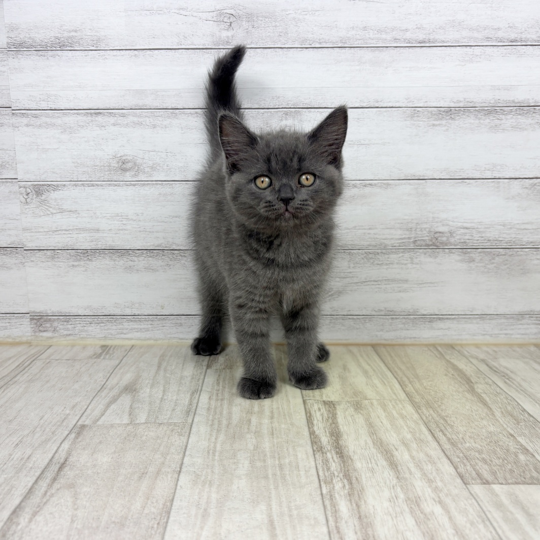 兵庫県のブリティッシュショートヘアー (犬の家＆猫の里川西店/2026年2月12日生まれ/男の子/ブルー)の子猫