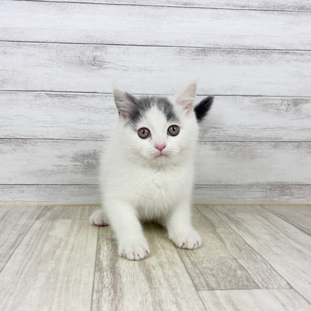 兵庫県のブリティッシュショートヘアー (犬の家＆猫の里川西店/2026年2月1日生まれ/男の子/ブルータビーホワイトバン)の子猫