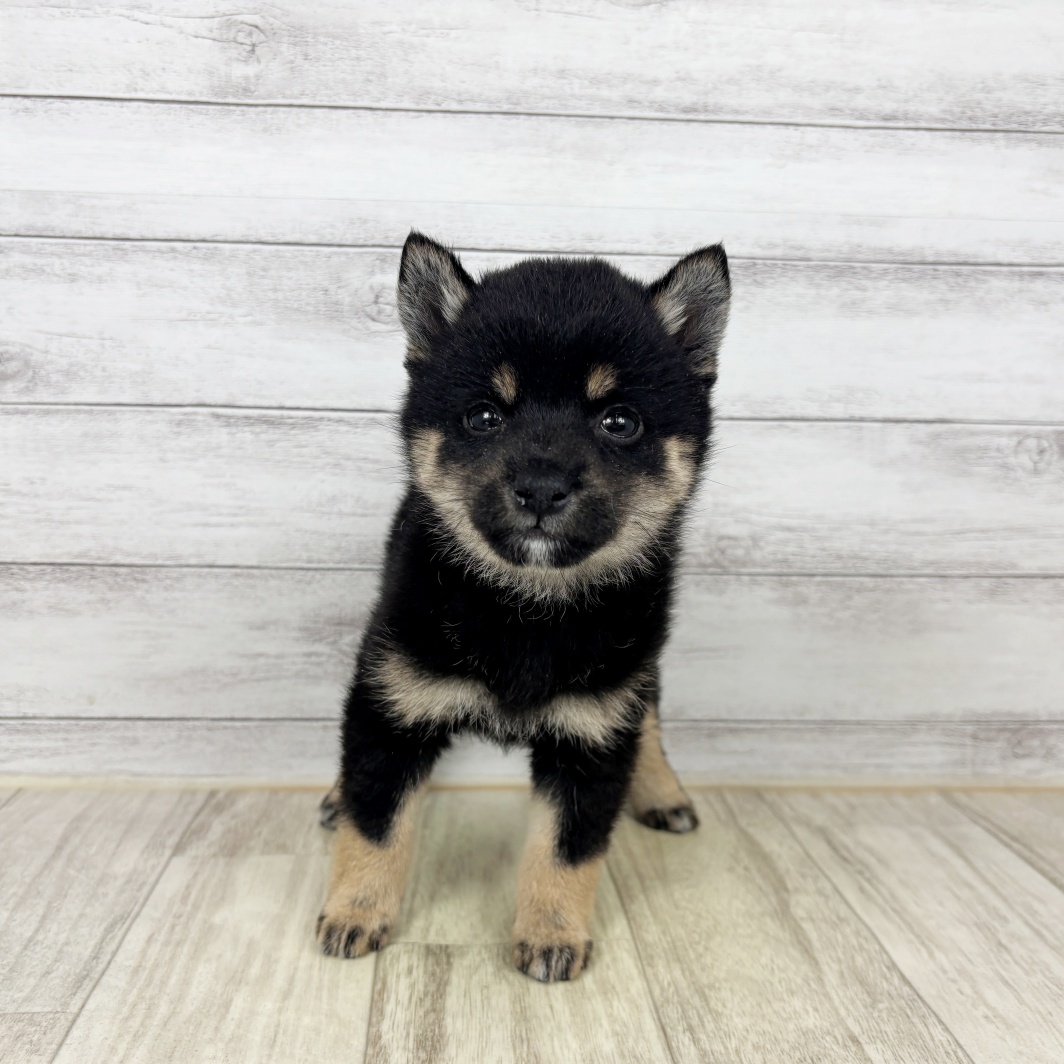 兵庫県の豆柴 (犬の家＆猫の里尼崎店/2026年2月14日生まれ/女の子/黒)の子犬の2枚目の画像