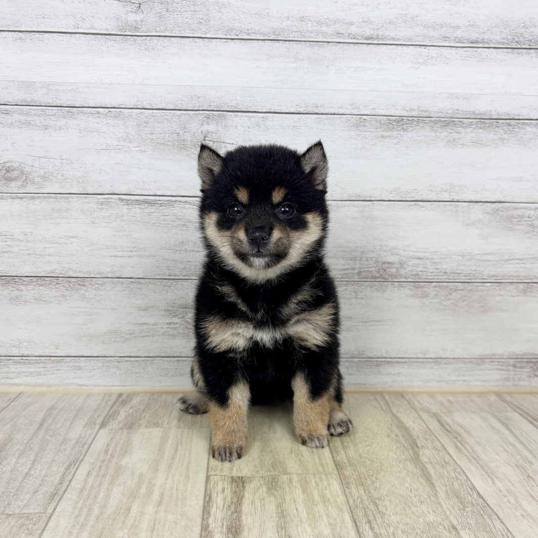 兵庫県の豆柴 (犬の家＆猫の里ゆめタウン姫路店/2026年2月14日生まれ/女の子/黒)の子犬