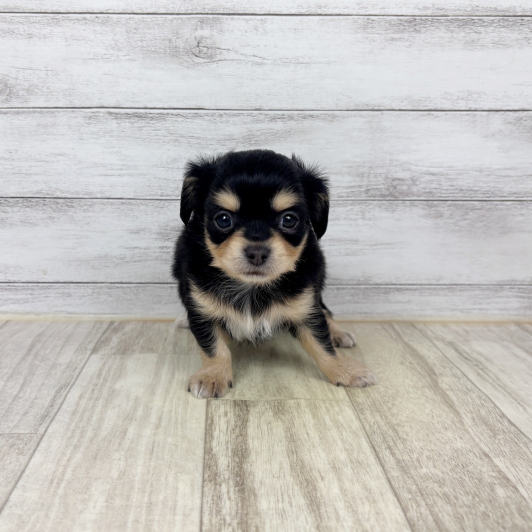 兵庫県のチワックス(チワワ×ダックス) (犬の家＆猫の里川西店/2026年2月14日生まれ/女の子/ブラックタン)の子犬