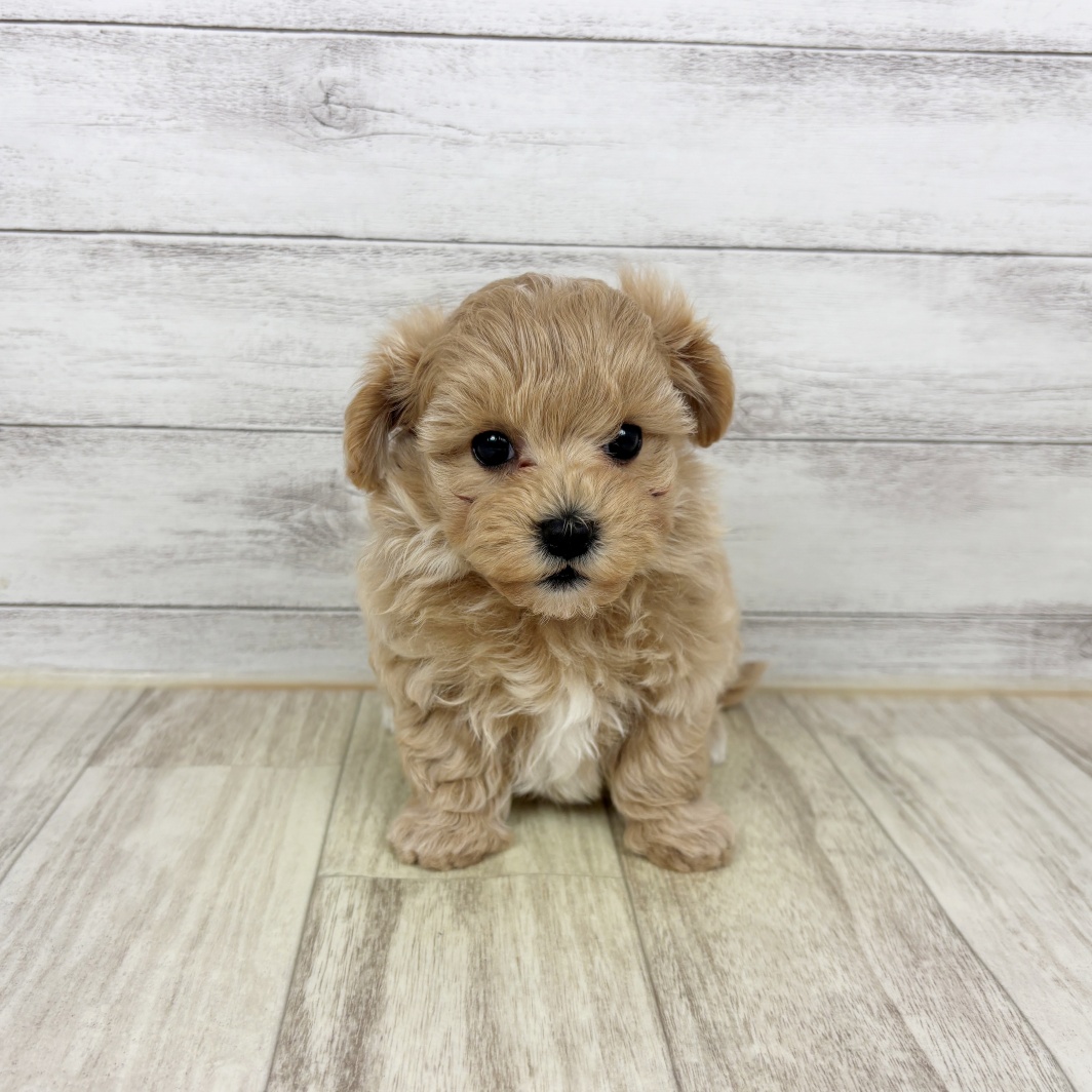 兵庫県のマルプー(マルチーズ×プードル) (犬の家＆猫の里神戸店/2026年2月12日生まれ/男の子/クリーム)の子犬の2枚目の画像