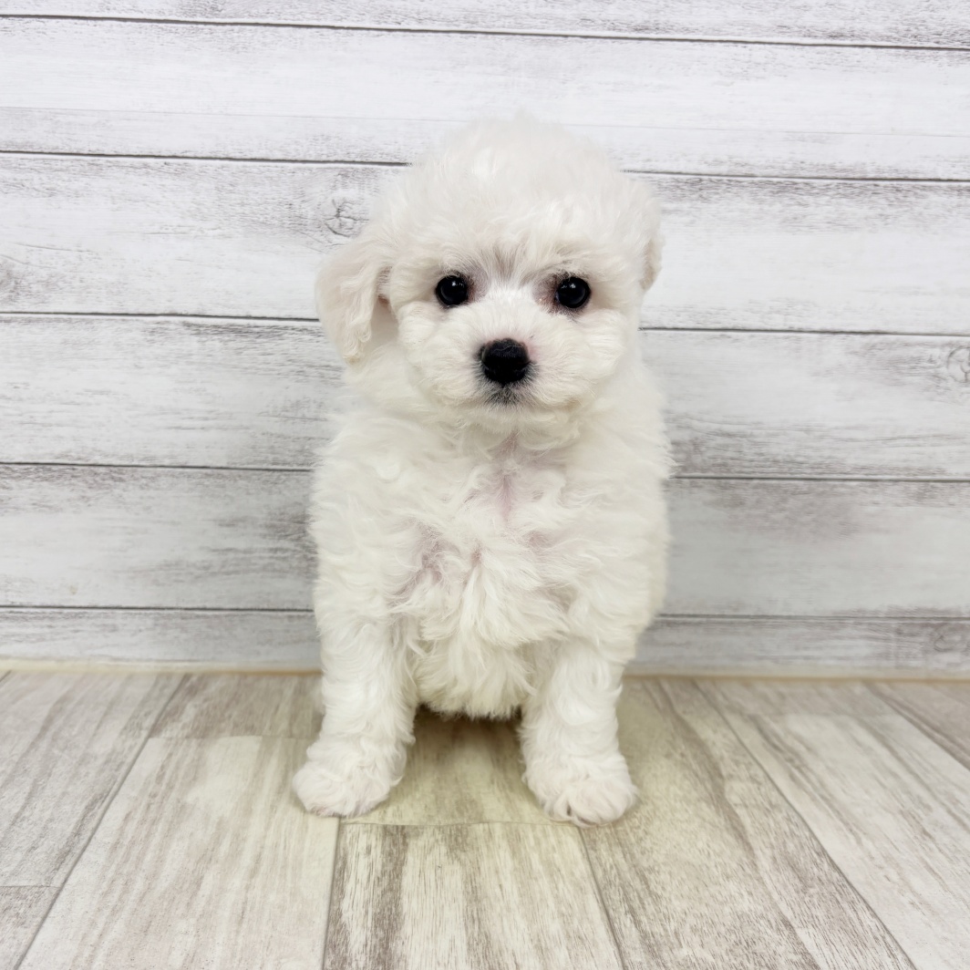 兵庫県のビションフリーゼ (犬の家＆猫の里川西店/2026年2月14日生まれ/女の子/ホワイト)の子犬