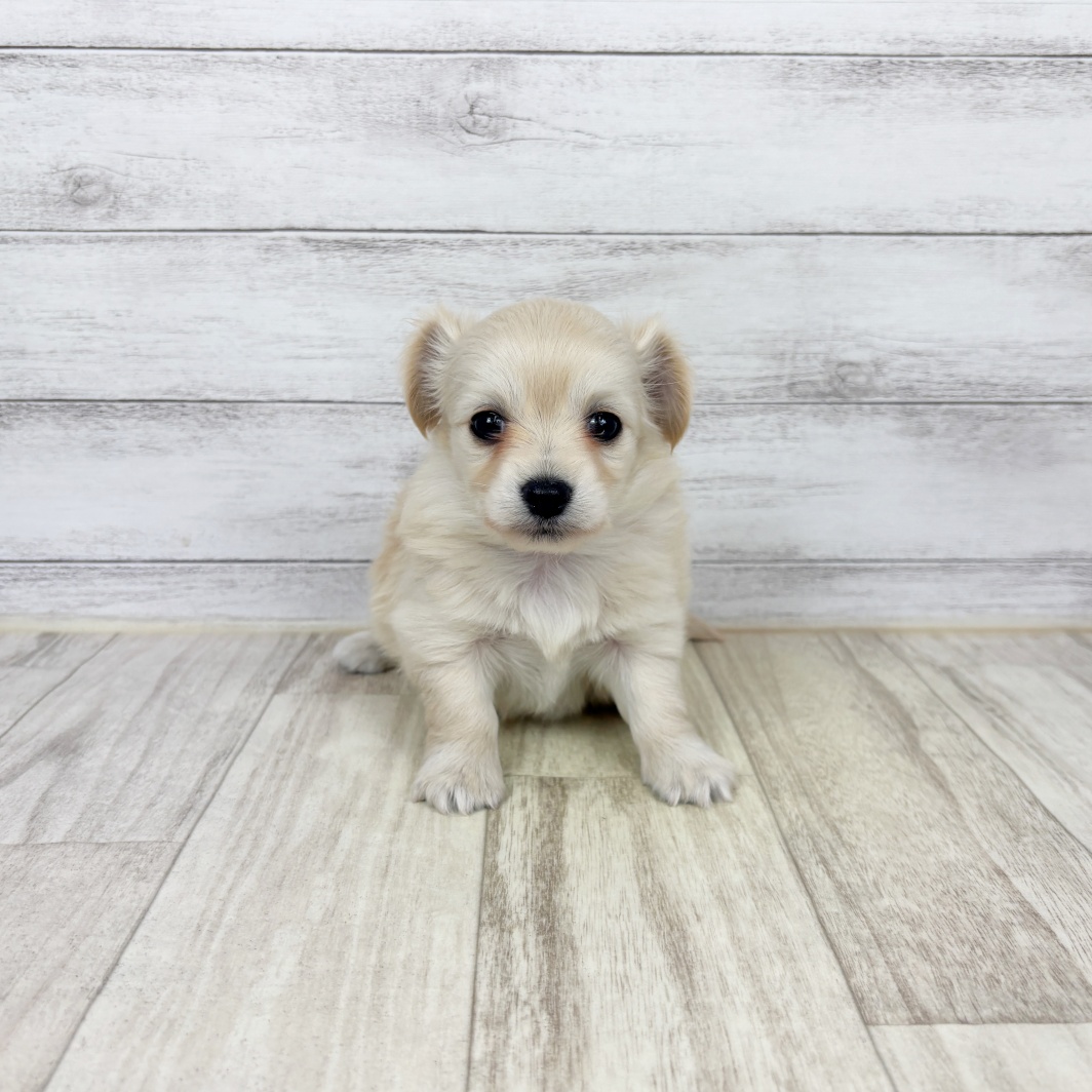 兵庫県のチワックス(チワワ×ダックス) (犬の家＆猫の里川西店/2026年2月15日生まれ/女の子/クリーム)の子犬